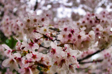 桜に埋もれる桜