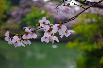 桜と池