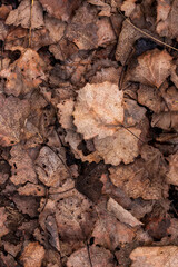 fall brown lying leaves and pine needles season background, autumn nature texture of a ground, fallen leaf backdrop