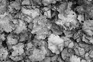 fall gray lying leaves and pine needles season background, autumn black and white nature texture of a ground, monochrome fallen leaf backdrop