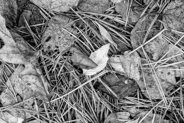 fall gray lying leaves and pine needles season background, autumn black and white nature texture of a ground, monochrome fallen leaf backdrop