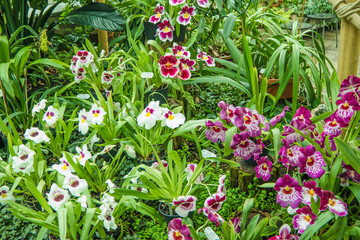 Berggarten - Herrenhäuser Gärten - Hannover