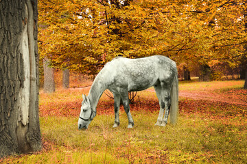 Fototapeta na wymiar Horse with bridle in park on autumn day