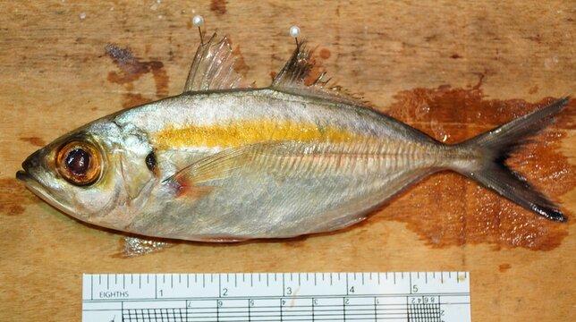 fish on a board