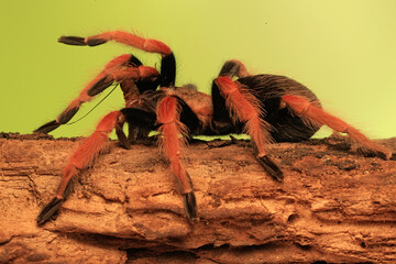 A tarantula is showing threatening behavior.