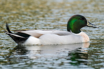 Mallard Northern Pintail (hybrid) Anas platyrhynchos x acuta Costa Ballena