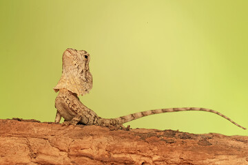 The frilled dragon baby (Chlamydosaurus kingii) is showing aggressive behavior.