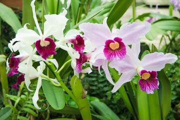 Berggarten - Herrenh&auml;user G&auml;rten - Hannover