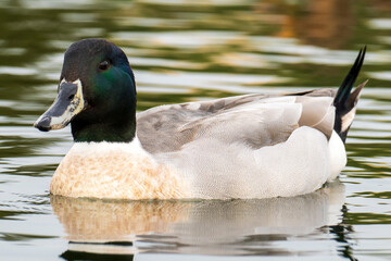 Mallard Northern Pintail (hybrid) Anas platyrhynchos x acuta Costa Ballena