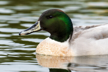 Mallard Northern Pintail (hybrid) Anas platyrhynchos x acuta Costa Ballena