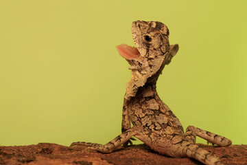 The frilled dragon baby (Chlamydosaurus kingii) is showing aggressive behavior.
