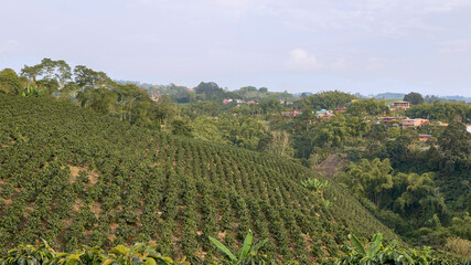 Fototapeta na wymiar Coffee plantation in Pereira, Colombia in state of Risaralda. Coffee cultural landscape World Heritage Site. Colombian coffee.