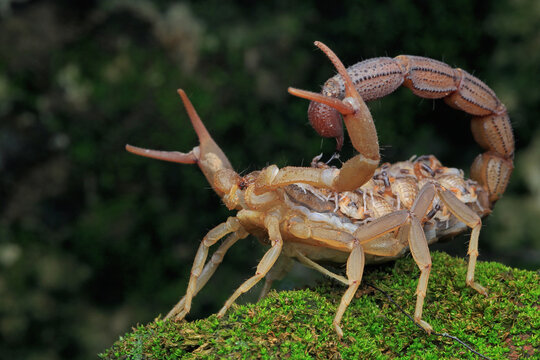 A scorpion mother (Hottentotta hottentotta) is holding her babies to protect them from predator attacks.