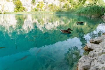 Azure lake with animals and green nature