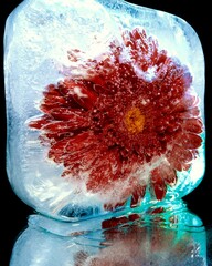 delicate flower frozen in ice as a symbol of winter and new year in creative macro photography