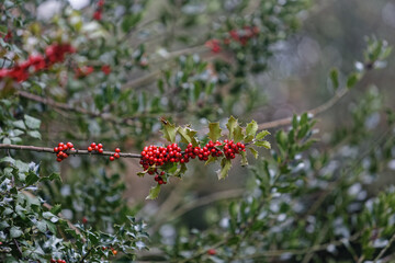 Feuilles épineuses et drupes du houx rouge en automne