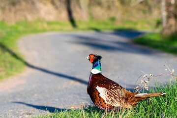 portrait of pheasant in the wild