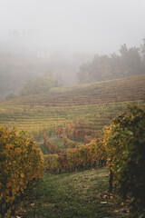 Foggy autumn morning in Piemonte's Langhe vineyards, Unesco World Heritage in Italy