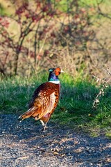 portrait of pheasant in the wild