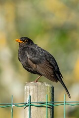 portrait of blacbird on a wooden pole