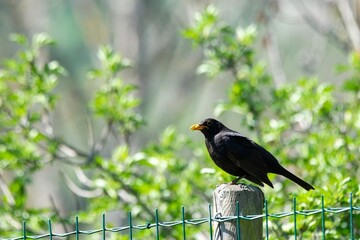 portrait of blacbird on a wooden pole