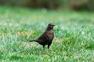 portrait of blackbird in the grass