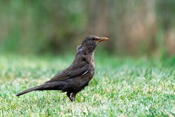 portrait of blackbird in the grass