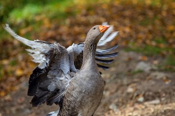 Close up image of a domestic grey and white coloured landaise goose with bright orange beak flapping its wings. Blurry green, brown and yellow background.