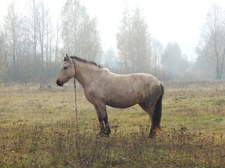 horse in the field