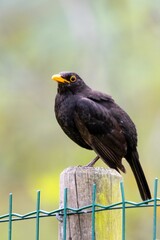 portrait of blacbird on a wooden pole