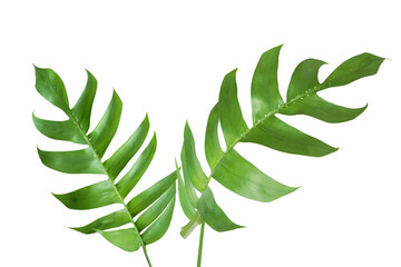 Green Leaves of Monstera Plant Isolated on White Background