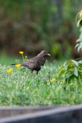 portrait of blackbird in the grass