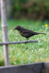portrait of blackbird in the grass
