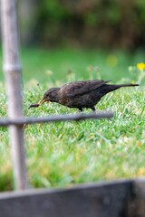 portrait of blackbird in the grass