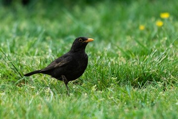 portrait of blackbird in the grass