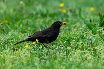 portrait of blackbird in the grass