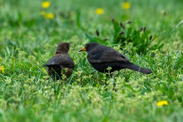 group of blackbirds in the grass