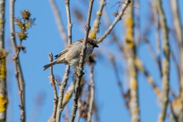 portrait of sparrow on a branch