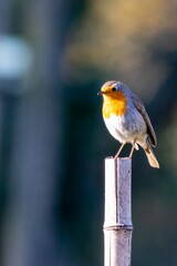 portrait of red robin on a bamboo wooden pole