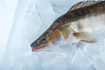 raw fish is on ice cubes. poster with chilled raw fish in container with ice top view