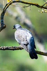 portrait of turtledove on a branch