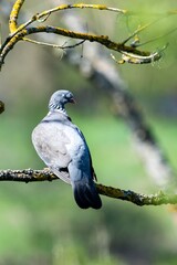 portrait of turtledove on a branch