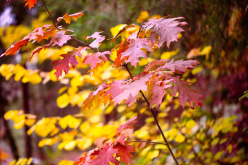 bunte Blätter im Herbst
