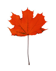 Beautiful red maple leaf isolated on white. Autumn season