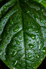 Fototapeta premium Green leaf of avocado plant macro photo. Leaf texture close up. Water drops on green surface. Abstract nature background. 