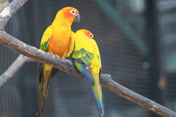 Sun Conure Parrots Beautiful Parrot on branch of tree
