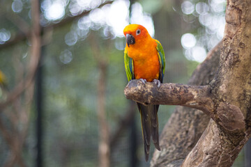 Sun Conure Parrots Beautiful Parrot on branch of tree