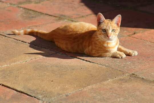 Gato dom&eacute;stico en actitudes tranquilas