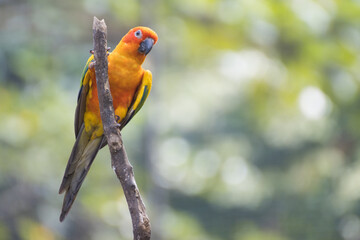 Sun Conure Parrots Beautiful Parrot on branch of tree