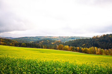 Rapsfeld in der Oberpfalz